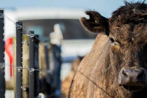 US Beef and Cattle Prices Reach Record Highs – Causes, Impacts, and Market Outlook