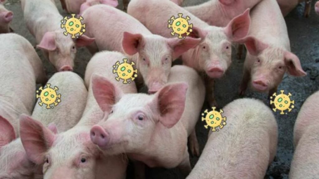 Fenadismer Demands Retraction of Baseless Transporter Accusations in Catalonia’s African Swine Fever Incident