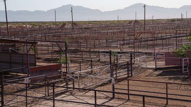 Hur USA:s minskning av boskapsbesättningar pressar bearbetningen av nötkött och marknadspriserna