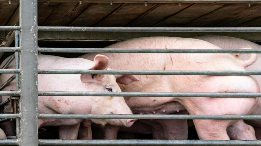 ANTA Urges Immediate Relief for Porcine Transport Companies Affected by African Swine Fever Restrictions