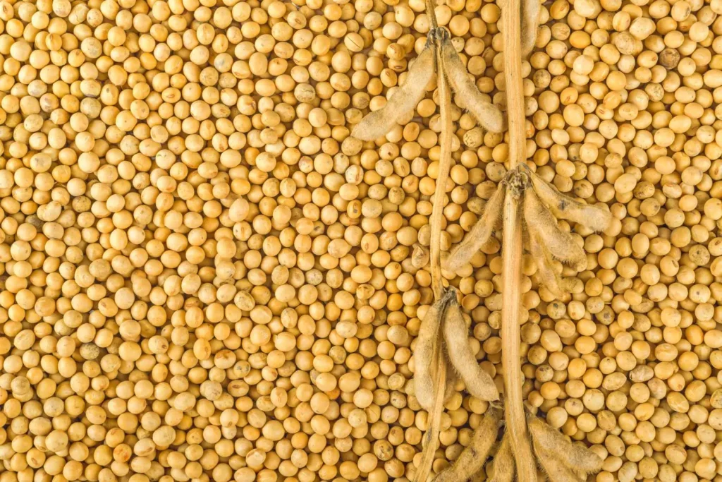 Rising US Soybean Deliveries to China Mark a New Chapter in Trade Relations