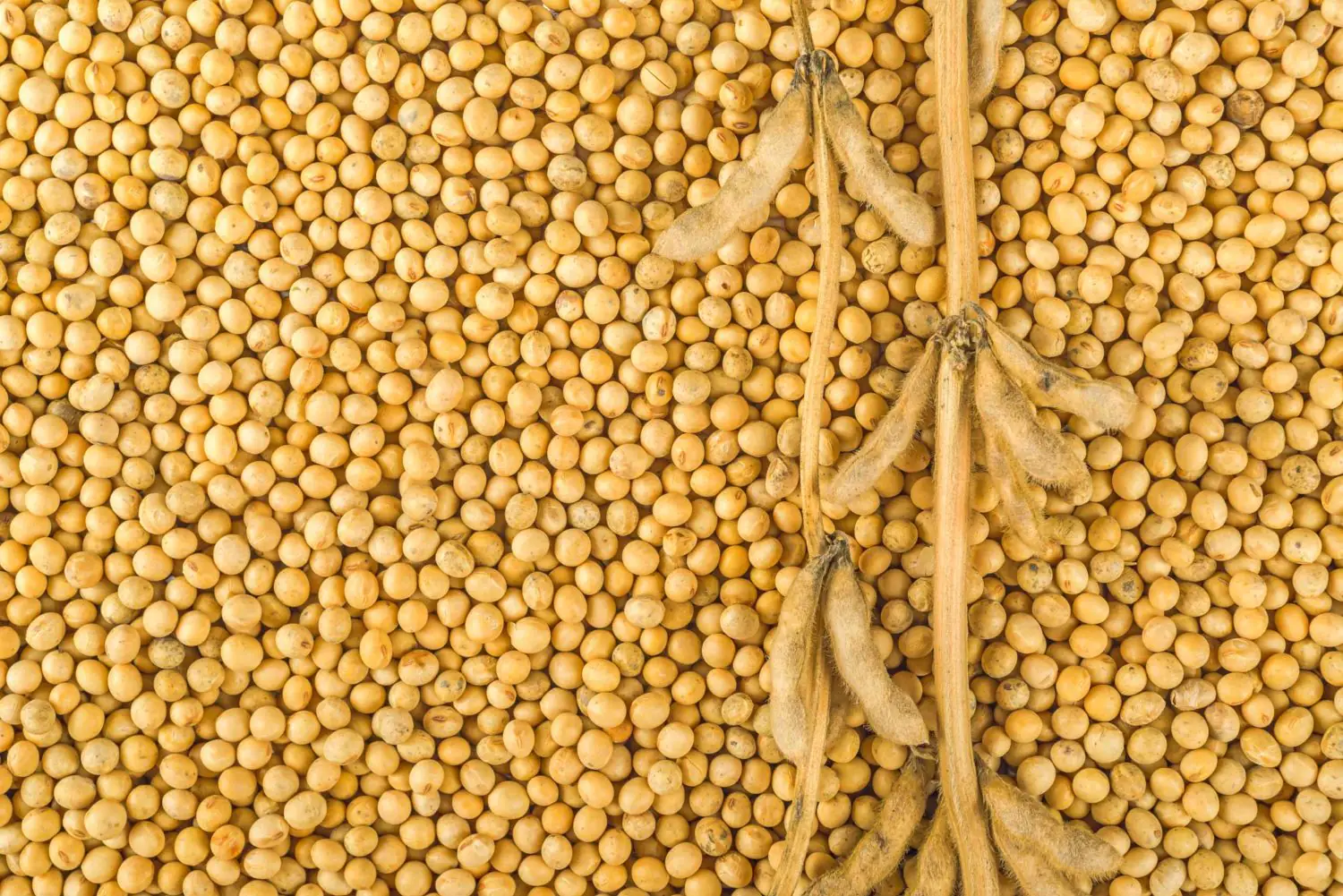 Rising US Soybean Deliveries to China Mark a New Chapter in Trade Relations