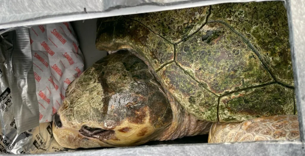 How a sea turtle named Snooki was carefully airlifted from North Carolina to a Minnesota zoo