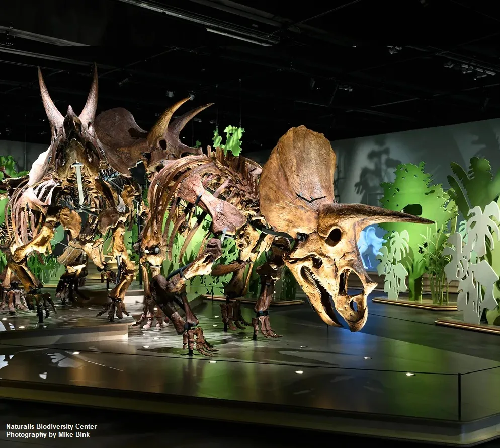 Triceratops fossils flown from Denver to Abu Dhabi via Chicago and London Heathrow